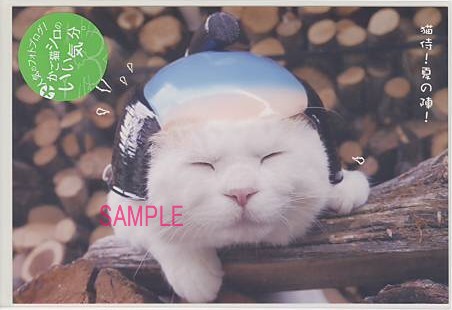 かご猫シロ・ポストカード「猫侍」