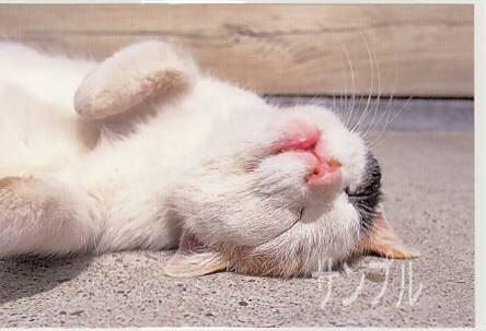 猫・ポストカード「日向ぼっこ」
