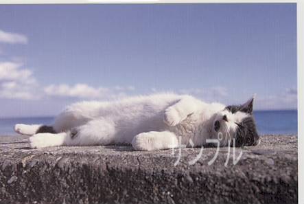 猫・ポストカード「海辺日向ぼっこ」