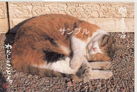 猫・ポストカード「眠るネコとは」