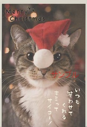 猫・ポストカード「キミってサイコー！」