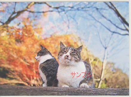 猫・秋ポストカード