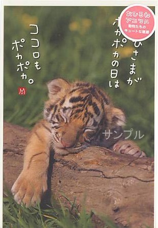 動物・ポストカード「トラ」