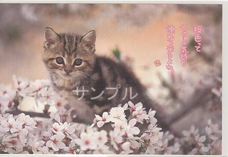 猫・ポストカード「桜色って」
