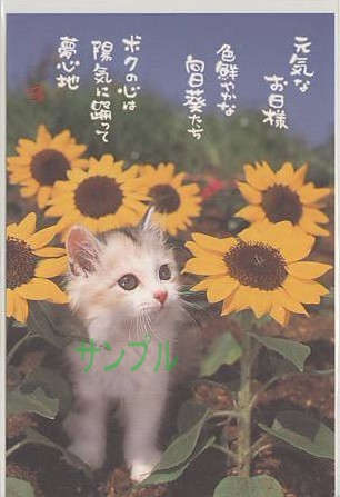 猫・ポストカード「元気なお日様」