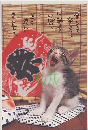 猫・ポストカード「楽しくって」