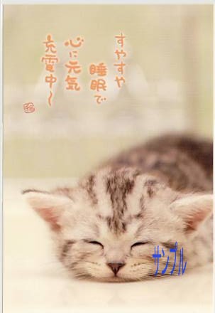 猫・ポストカード「すやすや睡眠」