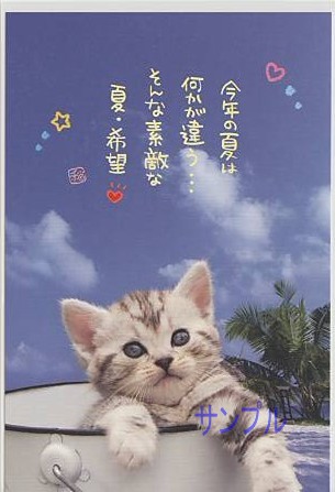 猫・ポストカード「素敵な夏・希望」