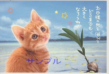 猫・ポストカード「お日様の光を浴びて」