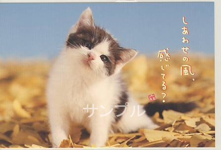 猫・ポストカード「しあわせの風」
