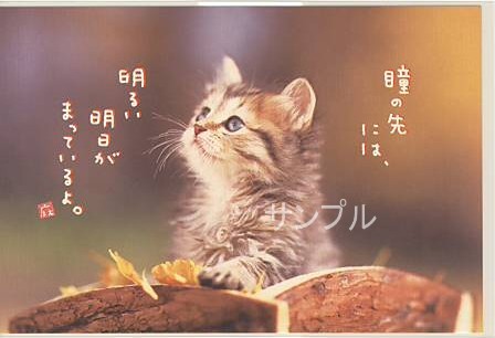 猫・ポストカード「瞳の先には」