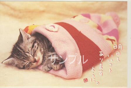猫・ポストカード「明日もいいコト」
