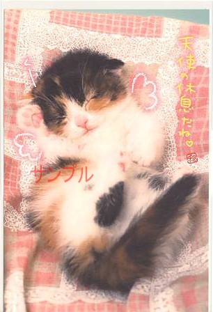 猫・ポストカード「天使の休息」