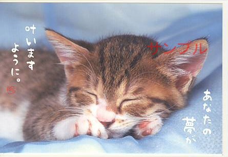 猫・ポストカード「あなたの夢が」
